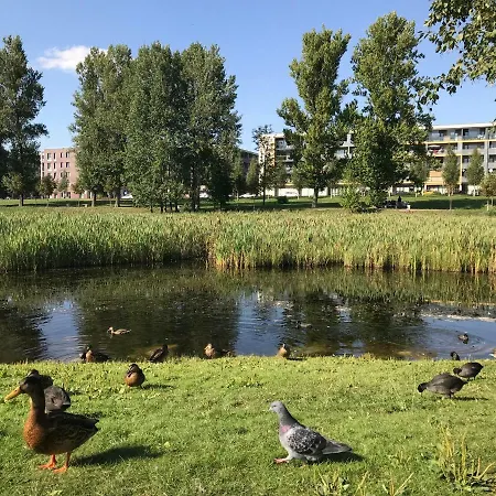 1-комная студия площадью 32 кв.м. в Ozas Park *